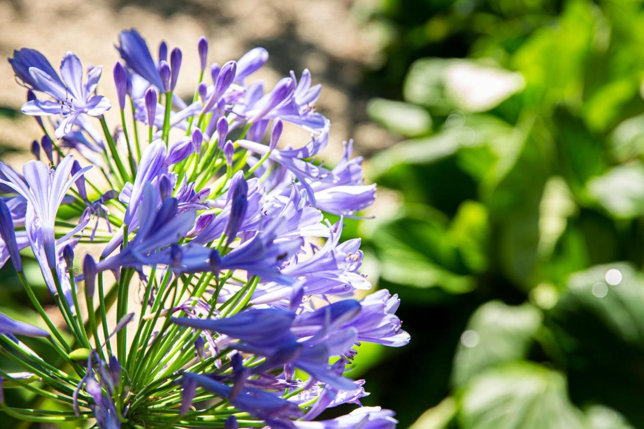 Hotel Villa Elisa & Spa Bordighera Eksteriør bilde